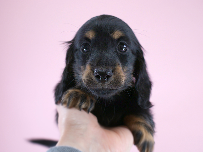 カニヘン　子犬　ブラタン女の子
