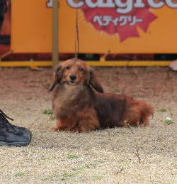 2014.3.1　静岡東クラブ連合会展