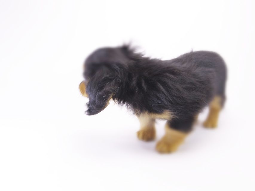 カニンヘン ダックスフンド コラムと武蔵の赤ちゃん ブラックタン男の子 カニンヘン ダックスフンド コラムと武蔵の赤ちゃん ブラックタン男の子