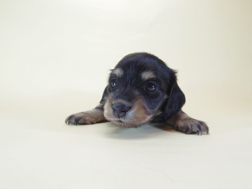 ダックスフンド わらび & アサヒの赤ちゃん ブラッククリーム 女の子①