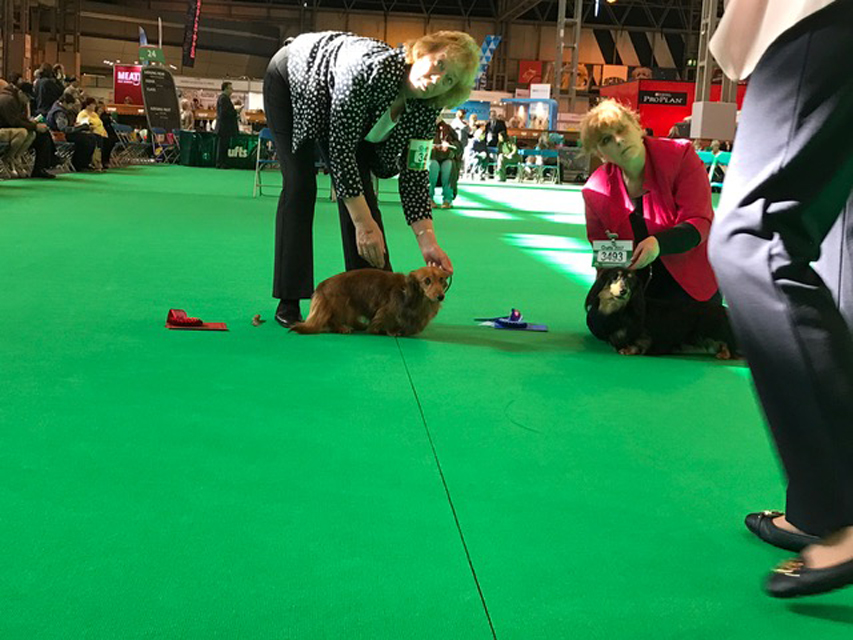 Crufts The World's Largest Dog Show | Events & Competitions001 Crufts The World's Largest Dog Show | Events & Competitions