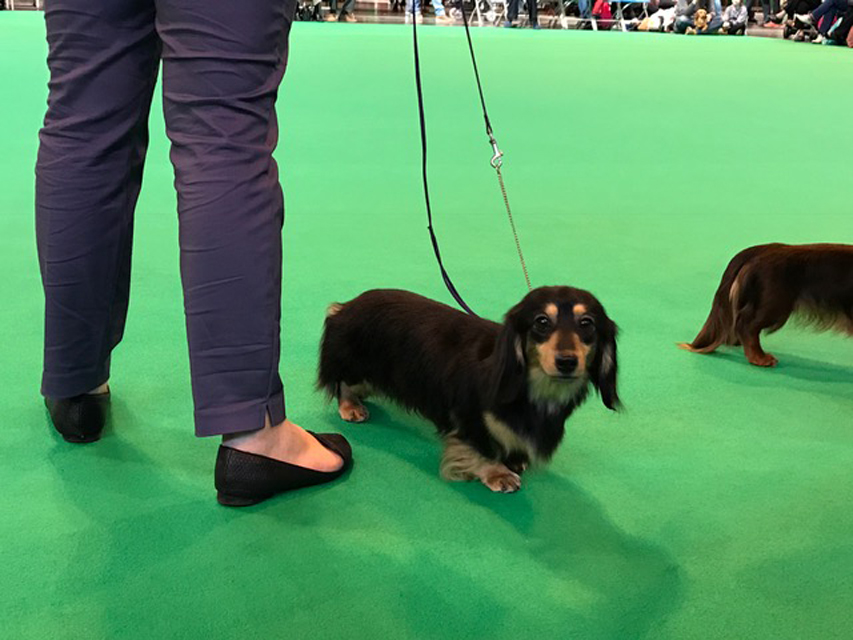 Crufts The World's Largest Dog Show | Events & Competitions