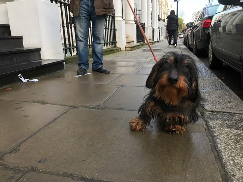 ロンドンで見かけた犬たち001 ロンドンで見かけた犬たち