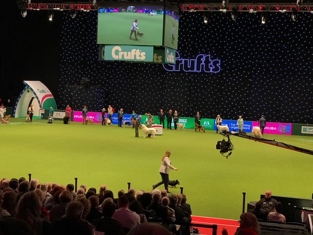 Crufts Best in Show 2017001 Crufts Best in Show 2017