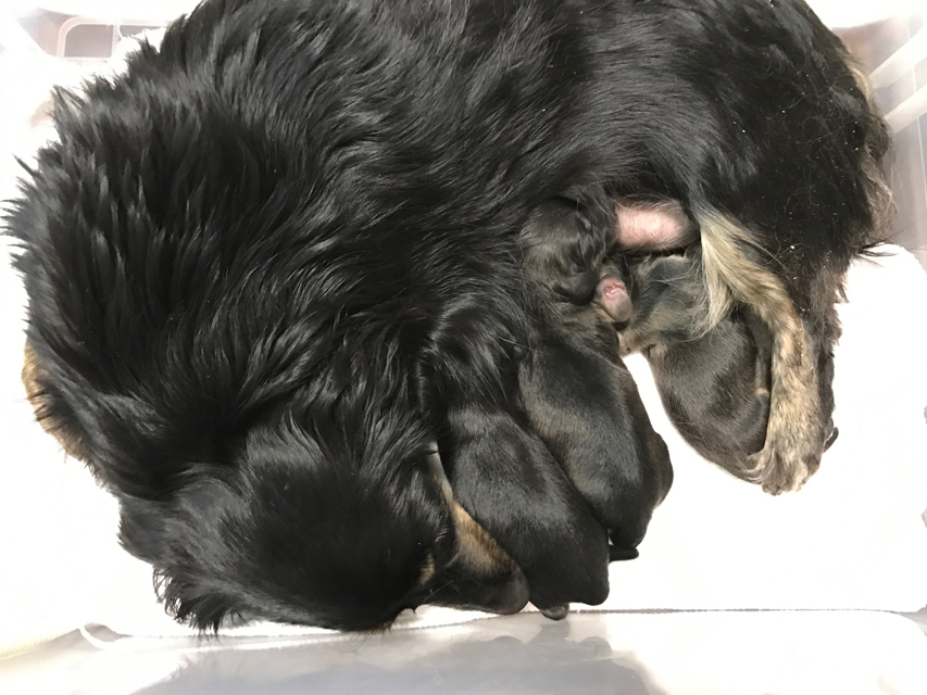 ダックスフンド カニンヘン プレ.yu 4/3出産しました ダックスフンド カニンヘン プレ.yu 4/3出産しました