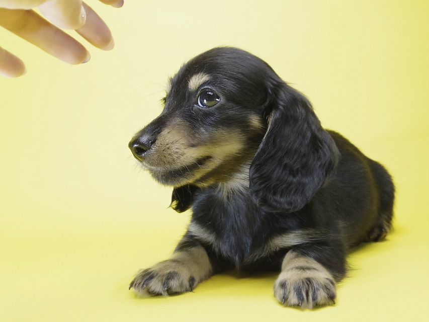 カニンヘン ダックスフンド 子犬 ブラックタン 男の子