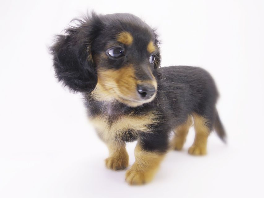 カニンヘン ダックスフンド コラムと武蔵の赤ちゃん ブラックタン男の子 カニンヘン ダックスフンド コラムと武蔵の赤ちゃん ブラックタン男の子