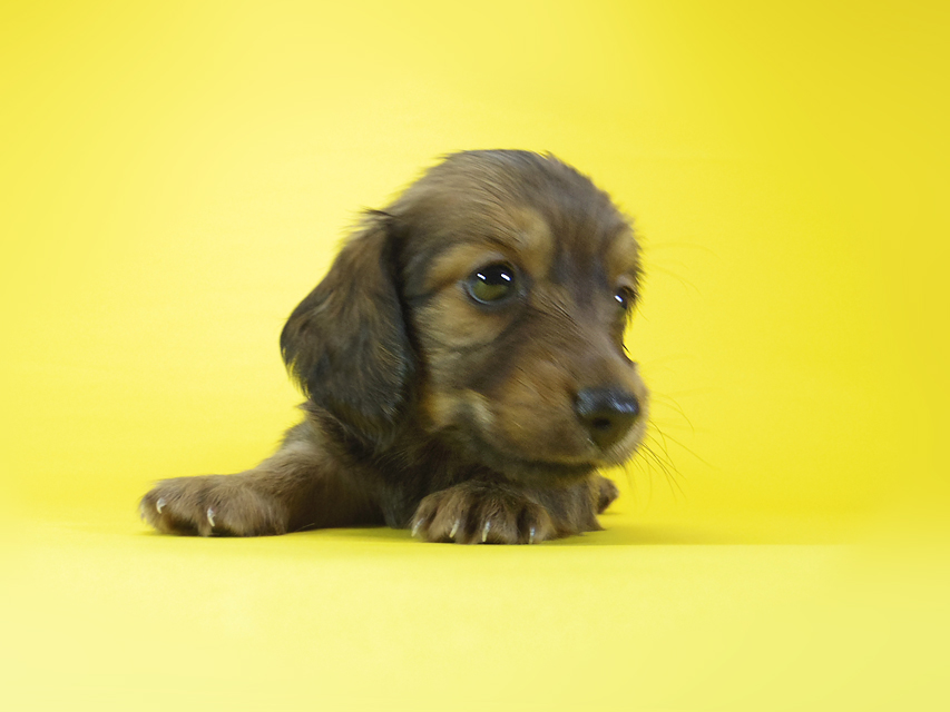 ダックスフンド エルナ & オスカルの子犬 シェーデットレッド 女の子
