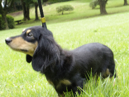 わらび カニンヘン ダックスフンド ブラック＆クリーム 女の子