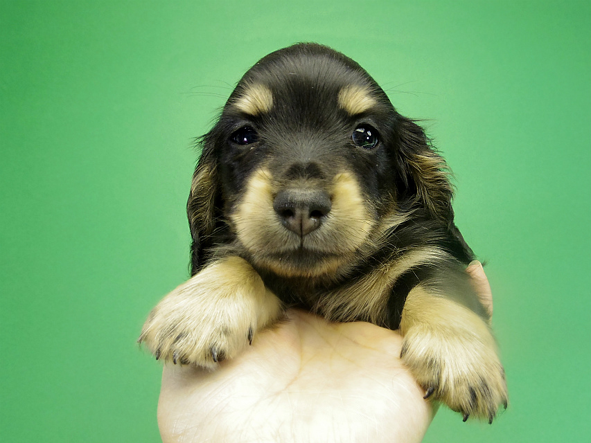 カニヘンダックス 子犬 ブラッククリーム 男の子 カニヘンダックス 子犬 ブラッククリーム 男の子