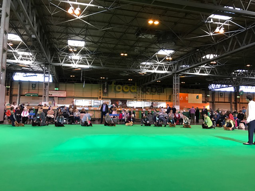 Crufts The World's Largest Dog Show | Events & Competitions002 Crufts The World's Largest Dog Show | Events & Competitions