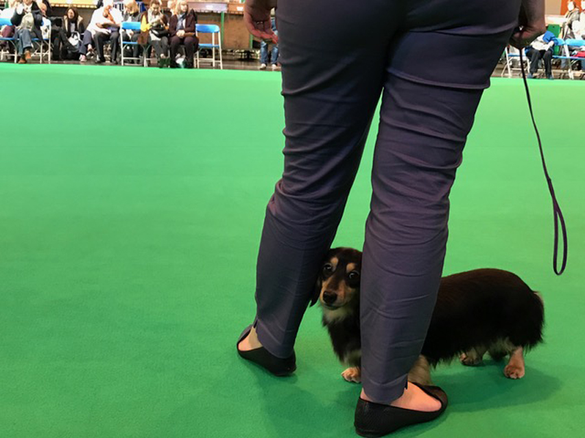 Crufts The World's Largest Dog Show | Events & Competitions
