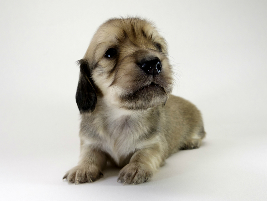 カニンヘン ダックスフンド 子犬 シェーデットクリーム 男の子