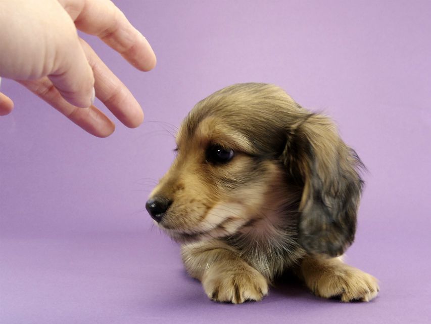 カニンヘン ダックスフンド 子犬 シェーデットクリーム 男の子