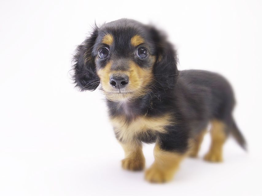 カニンヘン ダックスフンド コラムと武蔵の赤ちゃん ブラックタン男の子 カニンヘン ダックスフンド コラムと武蔵の赤ちゃん ブラックタン男の子