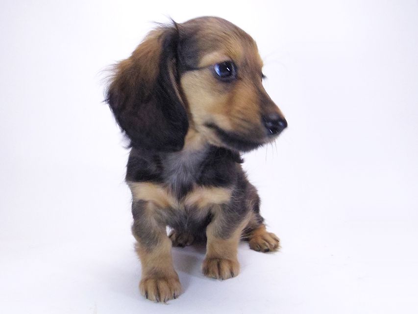 カニンヘン ダックスフンド アプリ & カイの赤ちゃん 7/18生まれ シェーデットクリーム 女の子