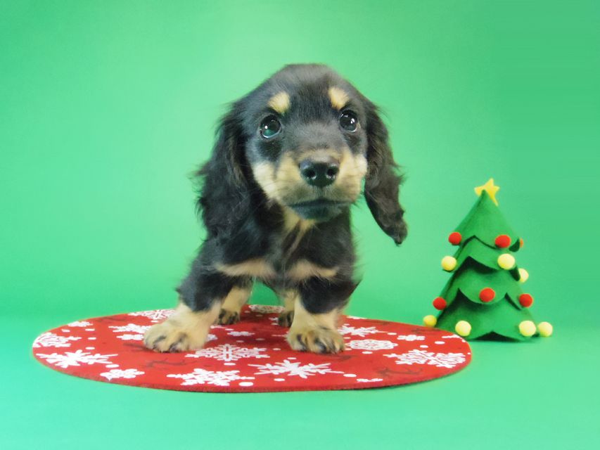 カニンヘン ダックスフンド レイ.s & 武蔵の赤ちゃん