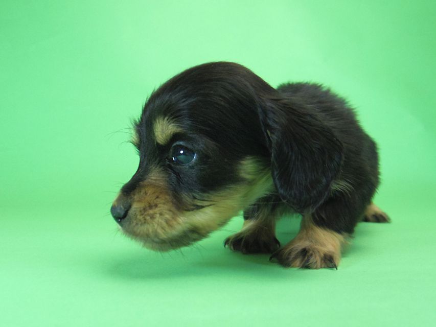 ダックスフンド カニンヘン SHELLY.mi & オスカルの子犬 ブラッククリーム 男の子003 ダックスフンド カニンヘン SHELLY.mi & オスカルの子犬 ブラッククリーム 男の子