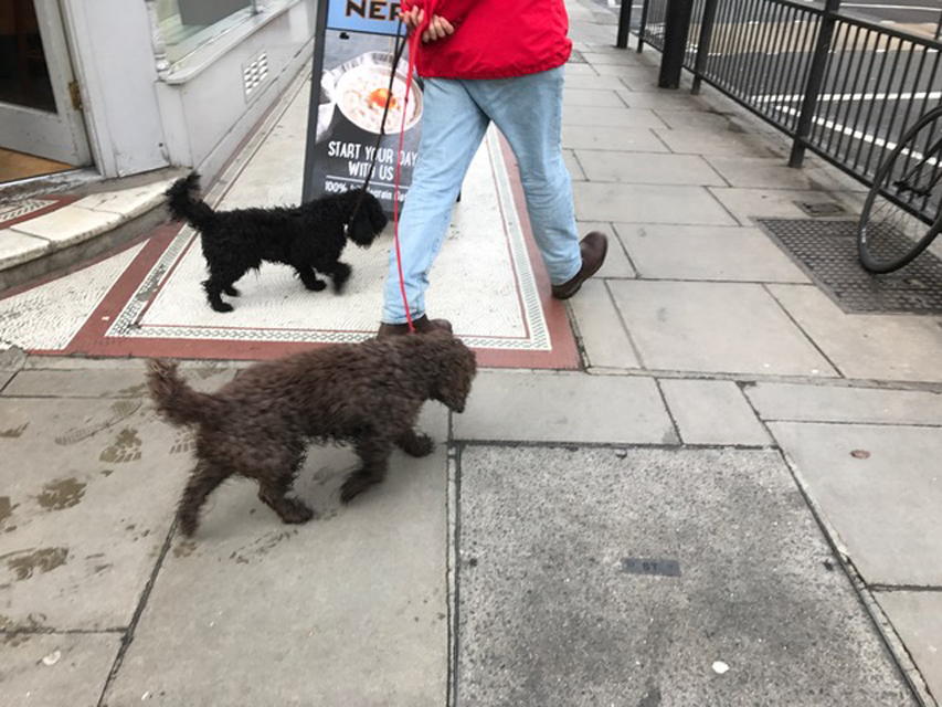 ロンドンで見かけた犬たち003 ロンドンで見かけた犬たち