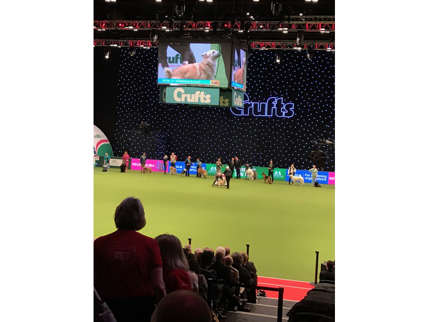 Crufts Best in Show 2017003 Crufts Best in Show 2017