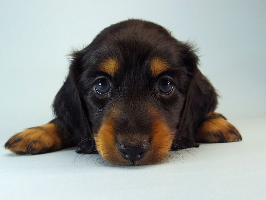 ミニチュアダックス エイドリアン & ジムの赤ちゃん 7/24生まれ