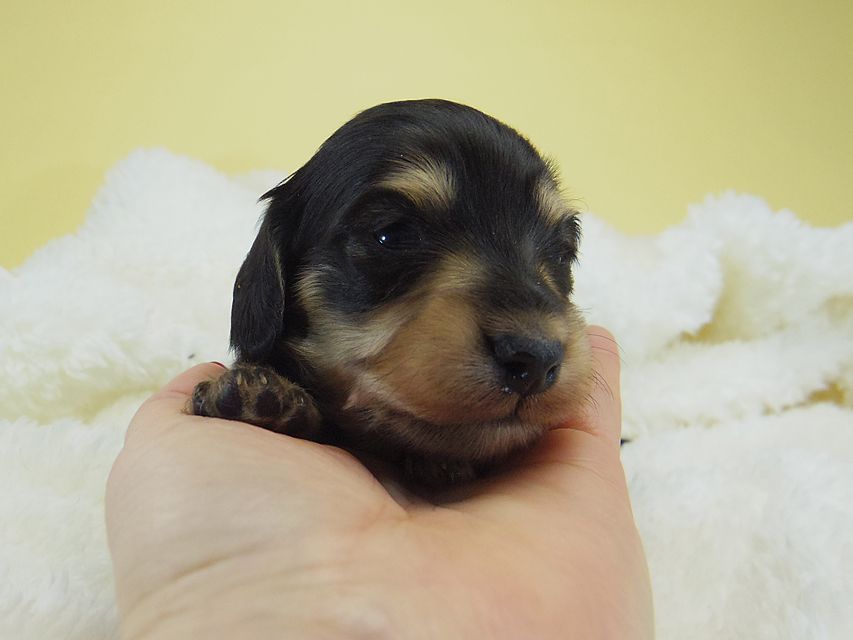 ミニチュアダックス シャーディー & オスカルの赤ちゃん ブラッククリーム 男の子