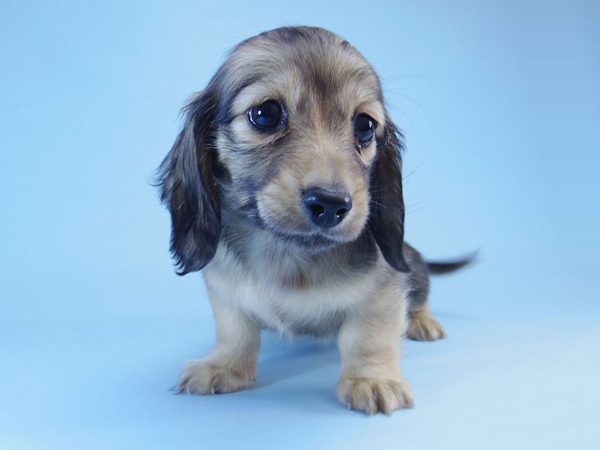 ダックスフンド マンドレ & ジムダンディの子犬 シェーデットクリーム 女の子