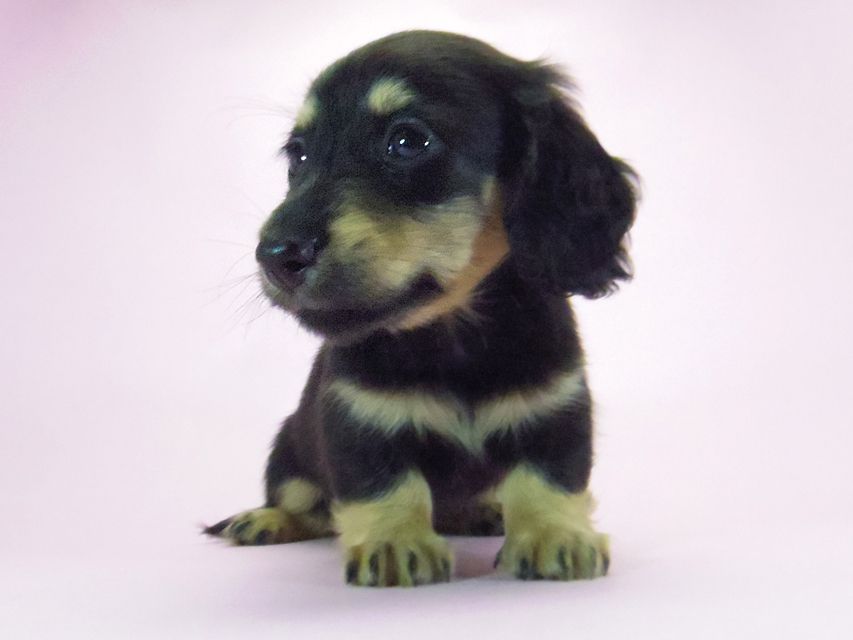 ダックスフンド ルル.hb & セブンの子犬 ブラクリ 男の子