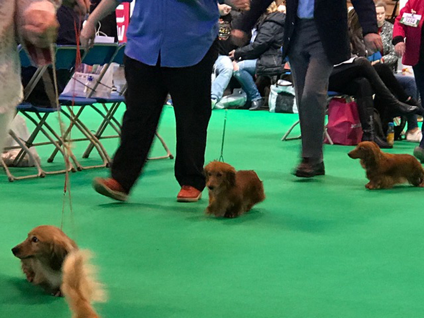 Crufts The World's Largest Dog Show | Events & Competitions