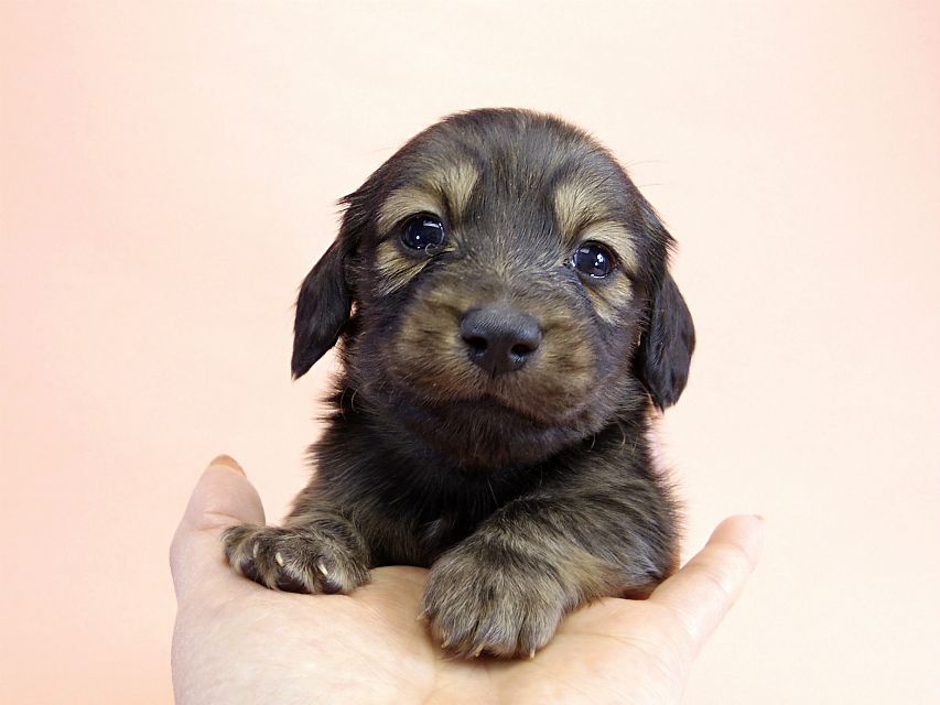 カニンヘン ダックスフンド 子犬 シェーデットクリーム 男の子 カニンヘン ダックスフンド 子犬 シェーデットクリーム 男の子