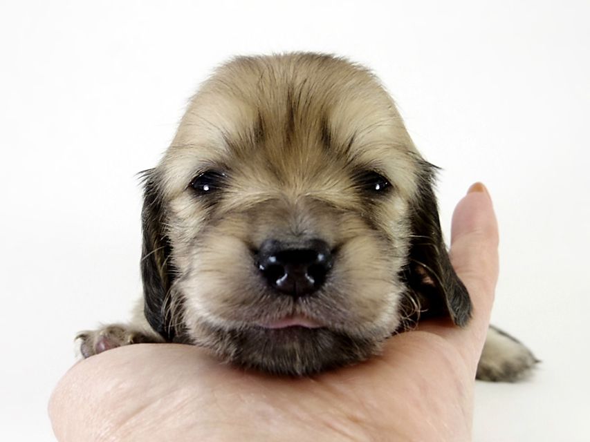 カニンヘン ダックスフンド 子犬 シェーデットクリーム 男の子