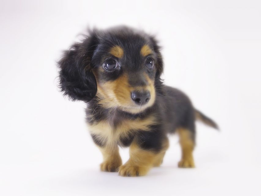 カニンヘン ダックスフンド コラムと武蔵の赤ちゃん ブラックタン男の子 カニンヘン ダックスフンド コラムと武蔵の赤ちゃん ブラックタン男の子