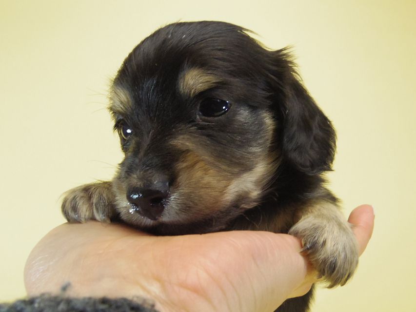 ダックスフンド あんず & クッキーの子犬 ブラッククリーム 男の子