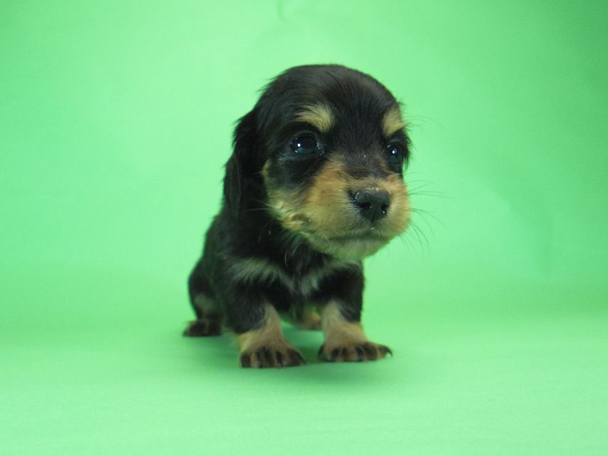ダックスフンド カニンヘン SHELLY.mi & オスカルの子犬 ブラッククリーム 男の子005 ダックスフンド カニンヘン SHELLY.mi & オスカルの子犬 ブラッククリーム 男の子