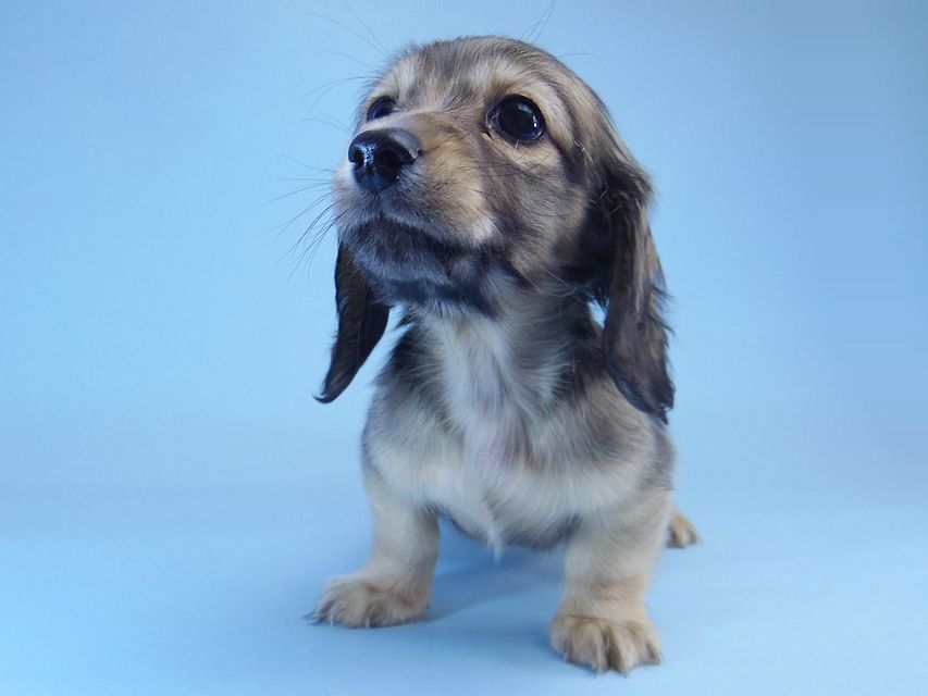 ダックスフンド マンドレ & ジムダンディの子犬 シェーデットクリーム 女の子