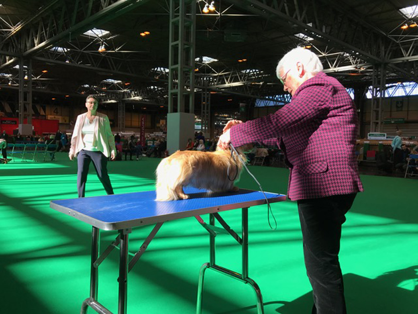 Crufts The World's Largest Dog Show | Events & Competitions005 Crufts The World's Largest Dog Show | Events & Competitions
