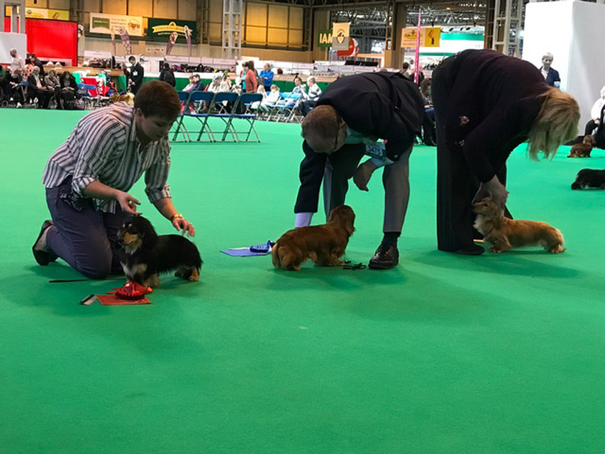 Crufts The World's Largest Dog Show | Events & Competitions