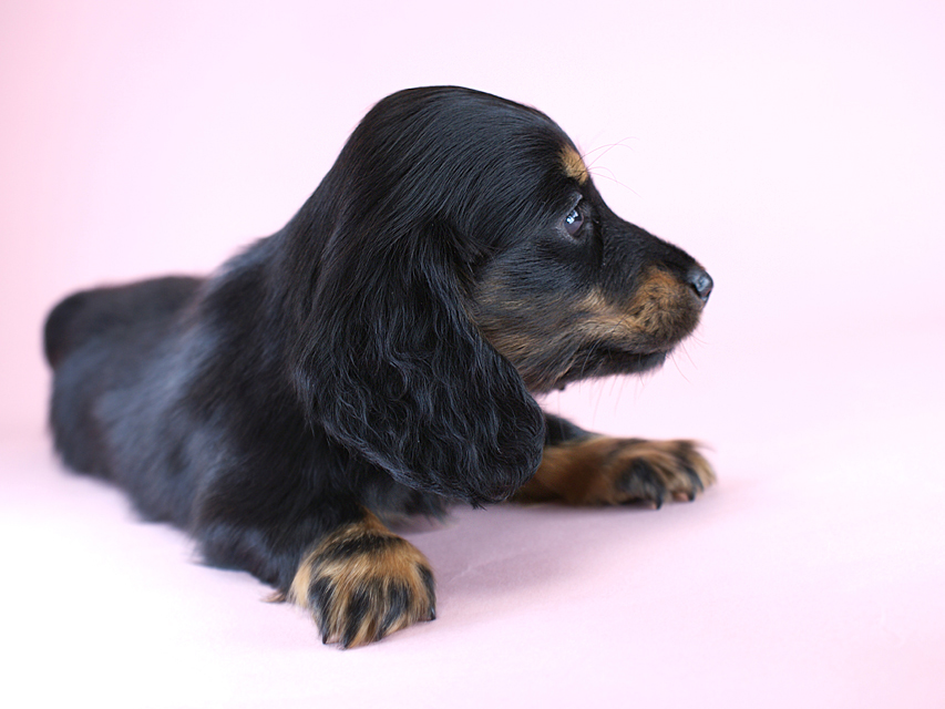 カニヘン　子犬　ブラタン女の子