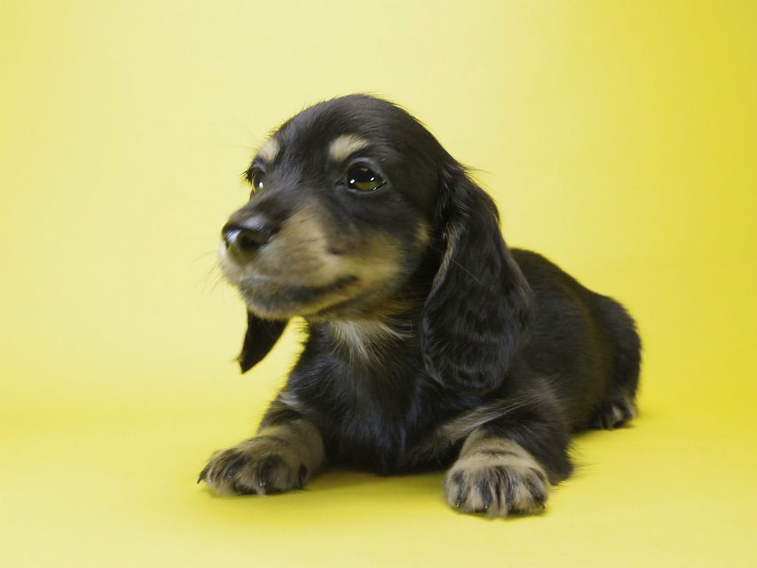 カニンヘン ダックスフンド 子犬 ブラックタン 男の子