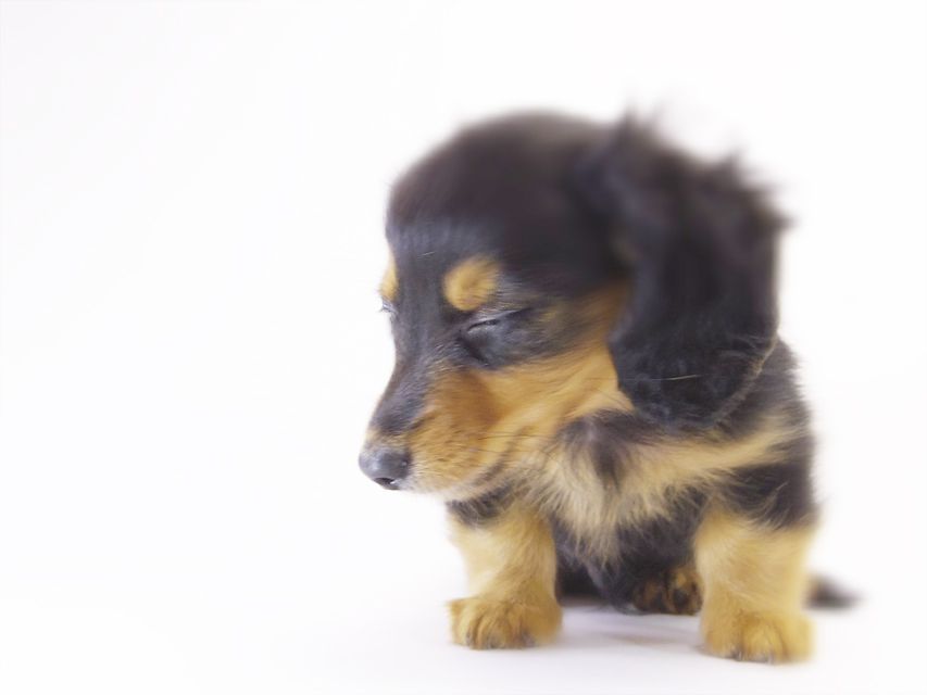 カニンヘン ダックスフンド コラムと武蔵の赤ちゃん ブラックタン男の子 カニンヘン ダックスフンド コラムと武蔵の赤ちゃん ブラックタン男の子