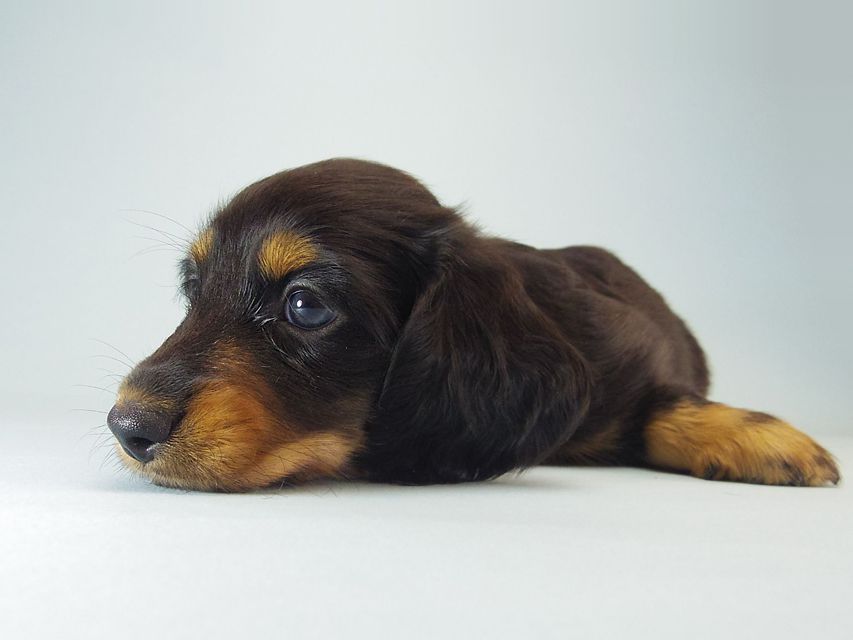 ミニチュアダックス エイドリアン & ジムの赤ちゃん 7/24生まれ