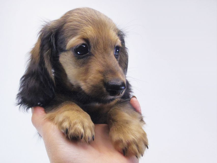 カニンヘン ダックスフンド アプリ & カイの赤ちゃん 7/18生まれ シェーデットクリーム 女の子