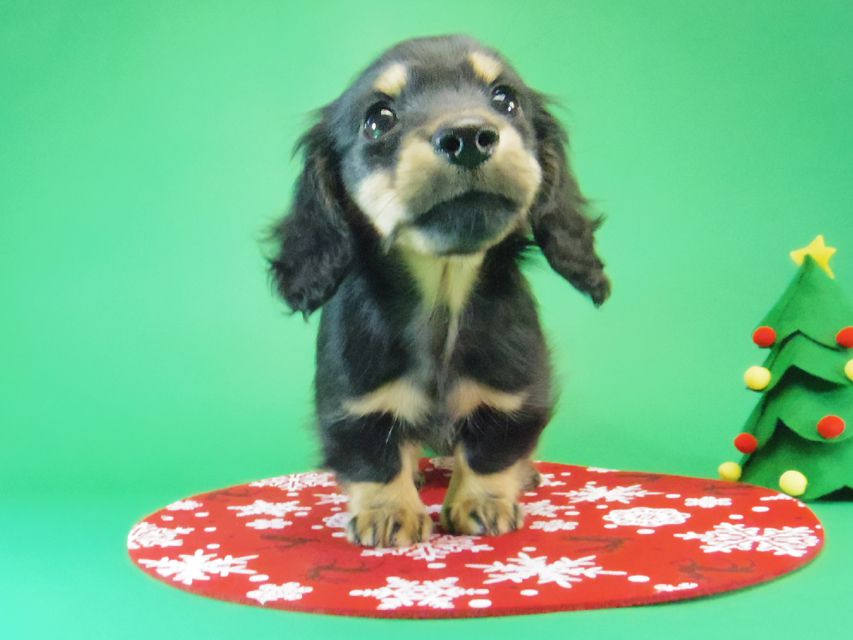 カニンヘン ダックスフンド レイ.s & 武蔵の赤ちゃん