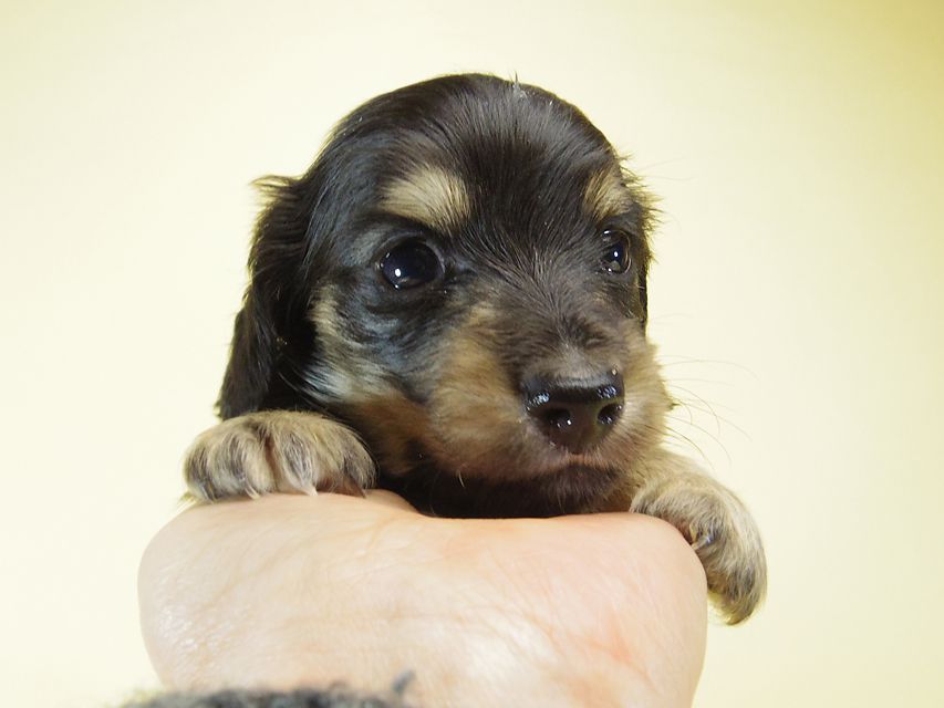 ダックスフンド あんず & クッキーの子犬 ブラッククリーム 男の子