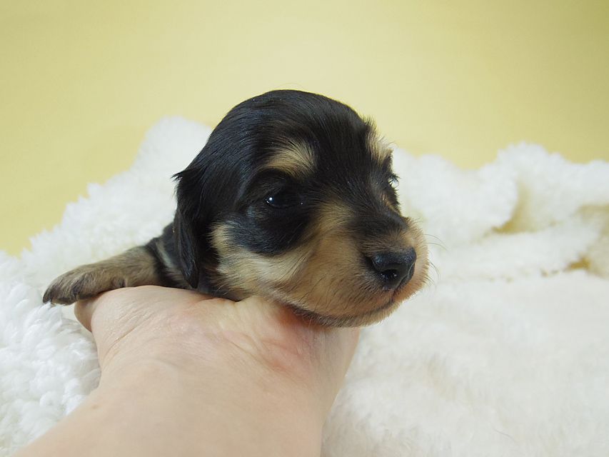 ミニチュアダックス シャーディー & オスカルの赤ちゃん ブラッククリーム 男の子