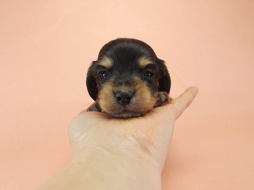 ダックスフンド カニンヘン SHELLY.mi & オスカルの子犬 ブラッククリーム 男の子006 ダックスフンド カニンヘン SHELLY.mi & オスカルの子犬 ブラッククリーム 男の子