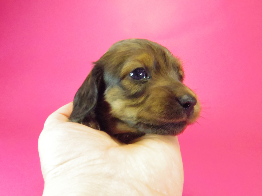 ダックスフンド クレア & ジムダンディの子犬 シェーデットレッド 男の子