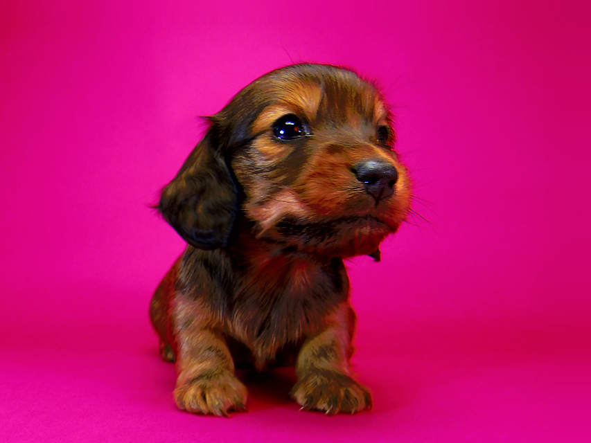 ミニチュアダックス リールー & ジムダンディの子犬 シェーデットレッド 男の子