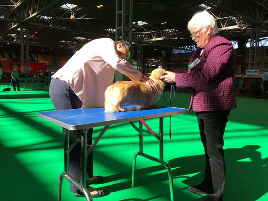 Crufts The World's Largest Dog Show | Events & Competitions006 Crufts The World's Largest Dog Show | Events & Competitions