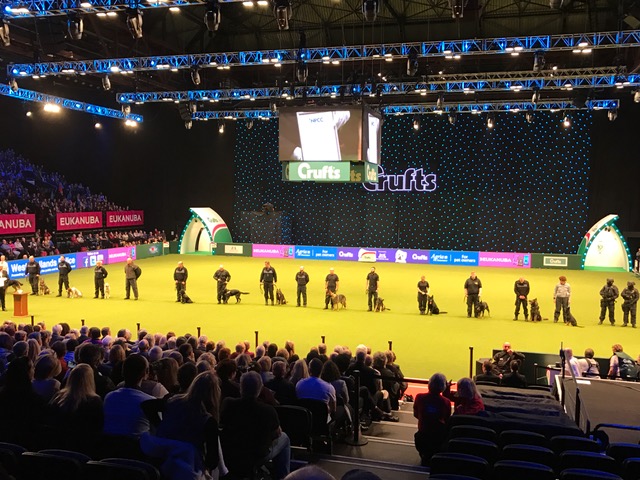 Crufts Best in Show 2017006 Crufts Best in Show 2017